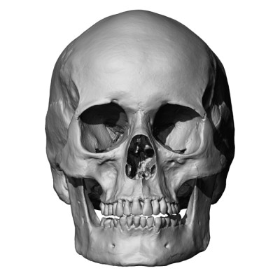 European Female Skull 3D Model