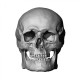 European Male Skull 3D Model