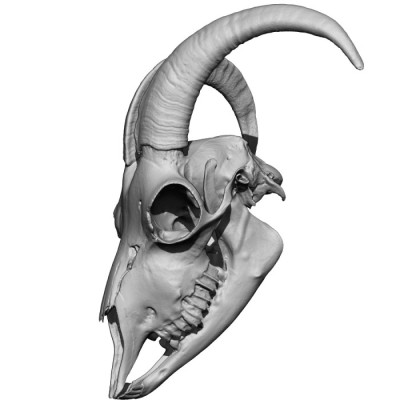 Goat Skull 3D Model