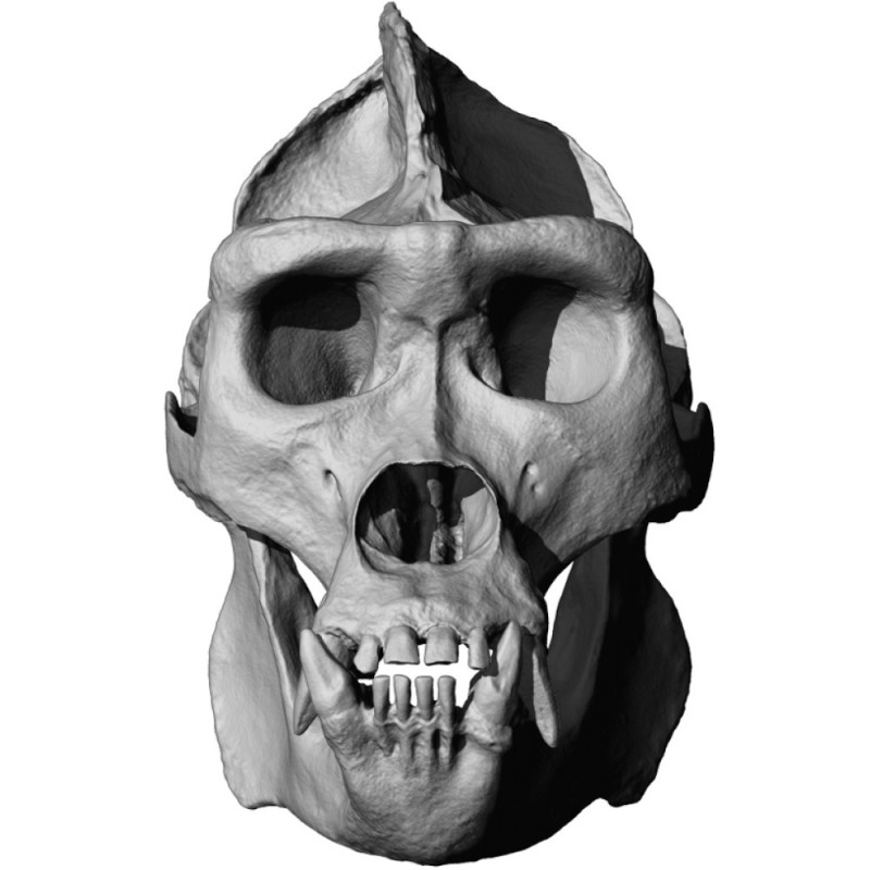 Gorilla Skull 3D Model