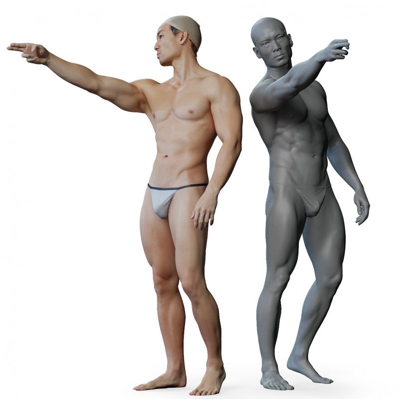 Male anatomy reference 3d model 