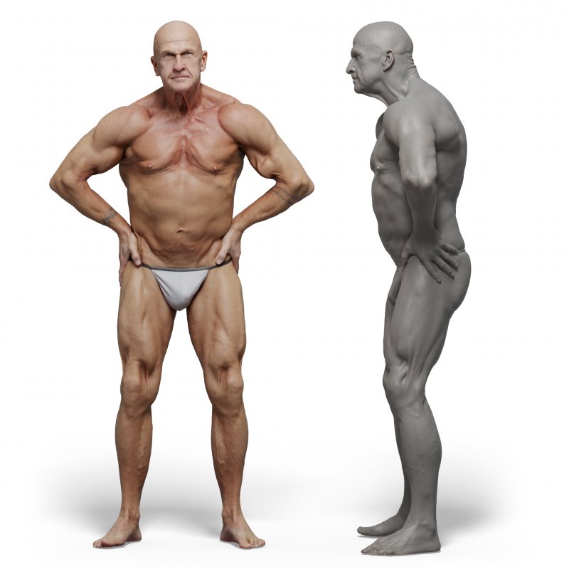 Male anatomy reference 3d model 