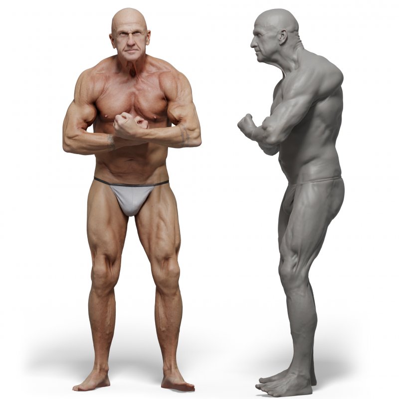 Male anatomy reference 3d model 