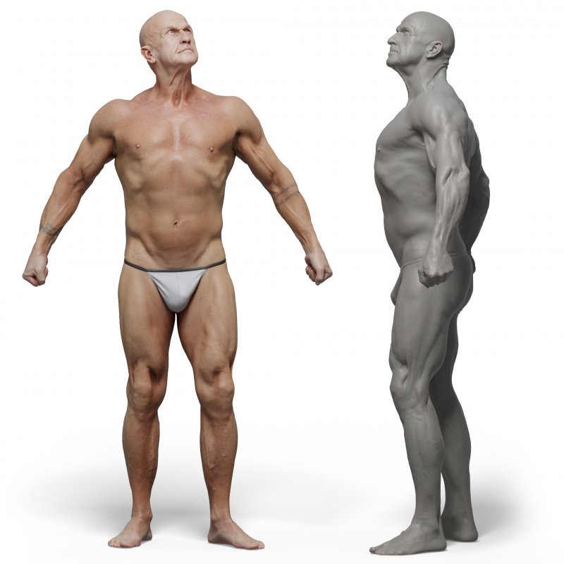 Male anatomy reference 3d model 