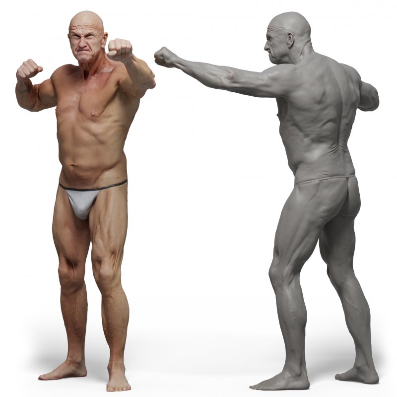 Male anatomy reference 3d model 