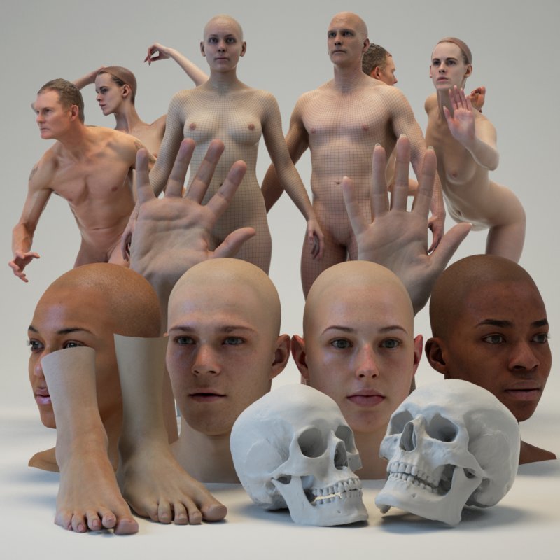 Male And Female 3D body and head models