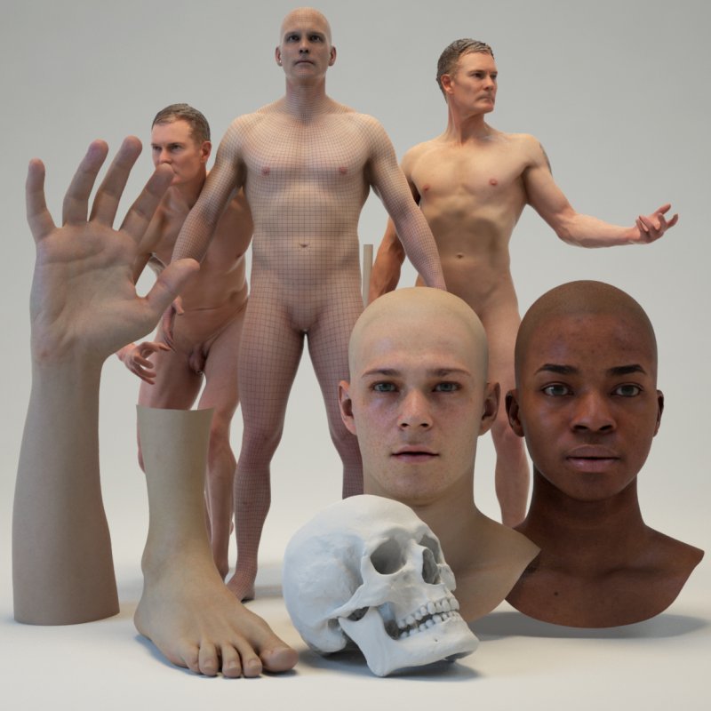 Male 3D body and head models