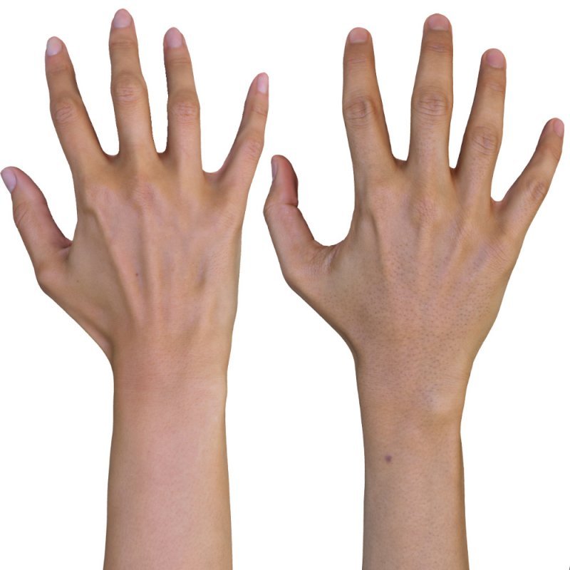 2 x Male And Female 3D Hand Models / Asian 20 Years Old