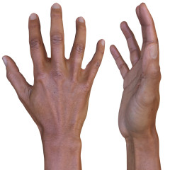 Male 3D Hand Model / Asian 40 Years Old