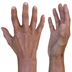 Male 3D Hand Model / Asian 60 Years Old