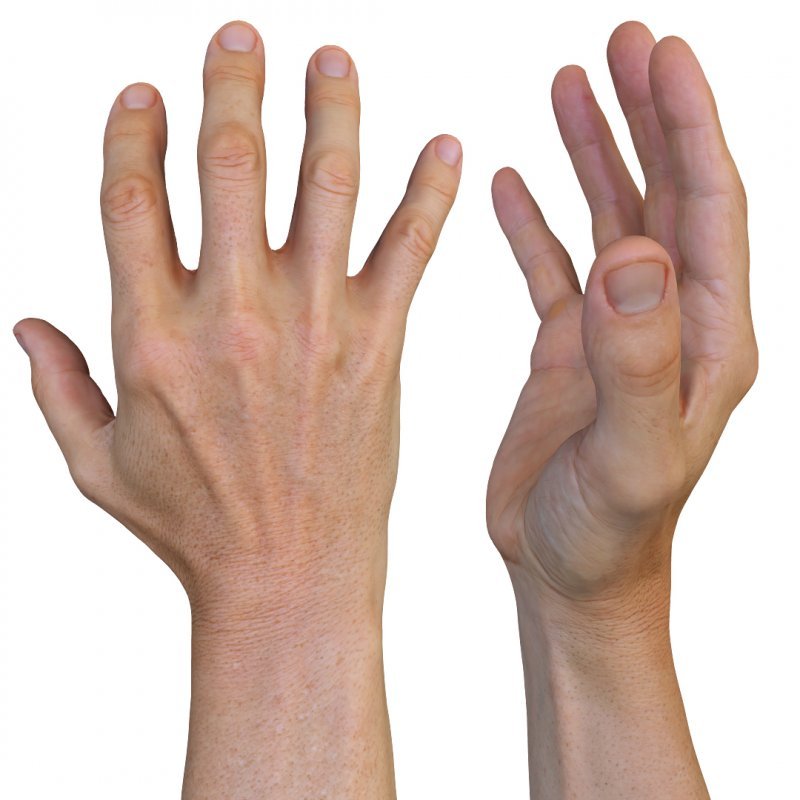 Male 3D Hand Model / White 40 Years Old