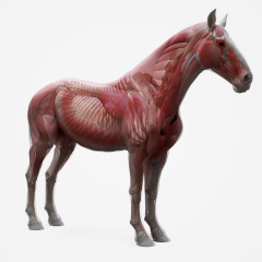 Horse Écorché 3d model