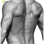 Colour Male Anatomy Bundle