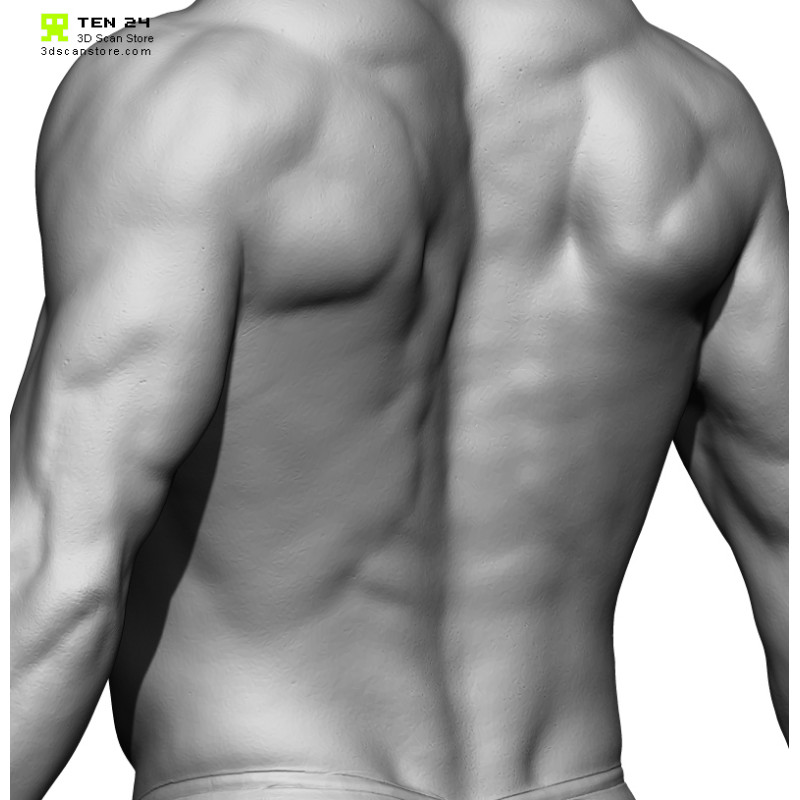 Colour Male Anatomy Bundle