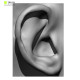 20 x Ear Scan Bundle