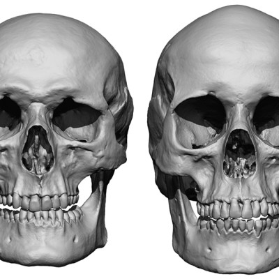 Male / Female Skull 3D Model Bundle