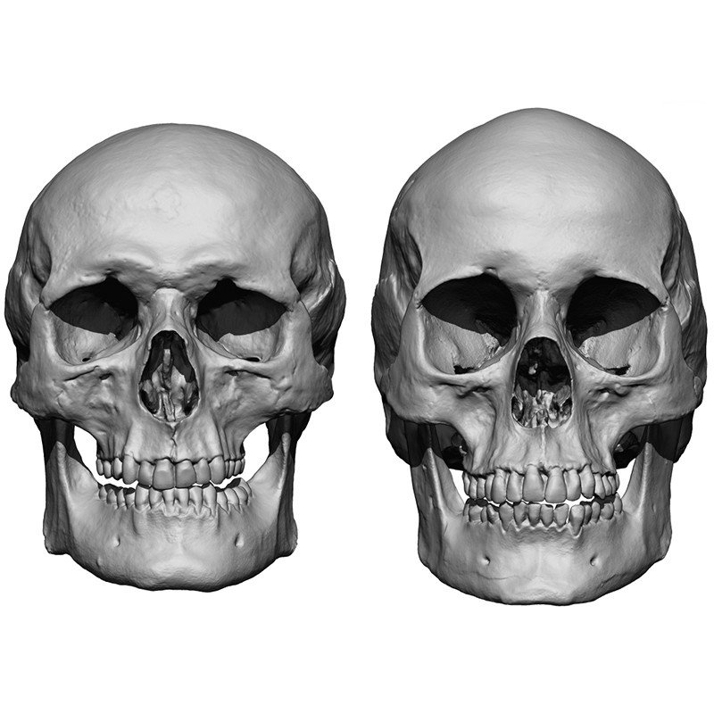 Male / Female Skull 3D Model Bundle.