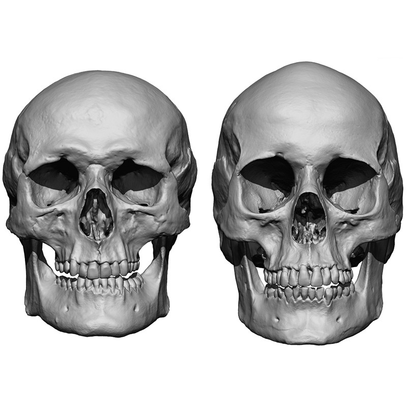 Male / Female Skull 3D Model Bundle