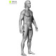 Male Retopology Kit