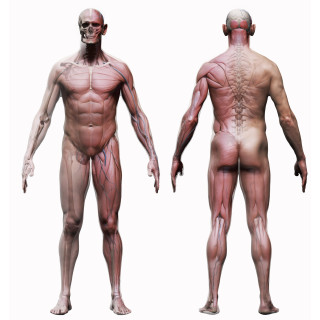 Male Écorché 3d Model
