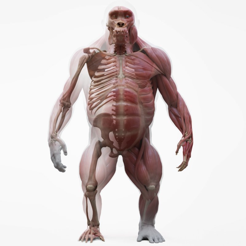 Gorilla Écorché 3d model