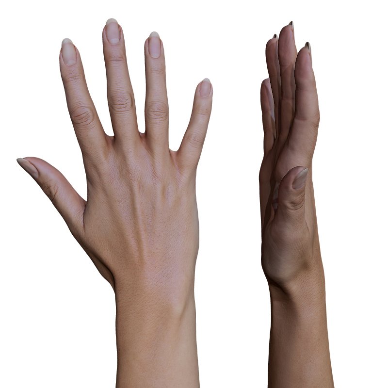 Female 3D Hand Model / White 20 Years Old