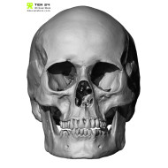 European Female Skull 3D Model