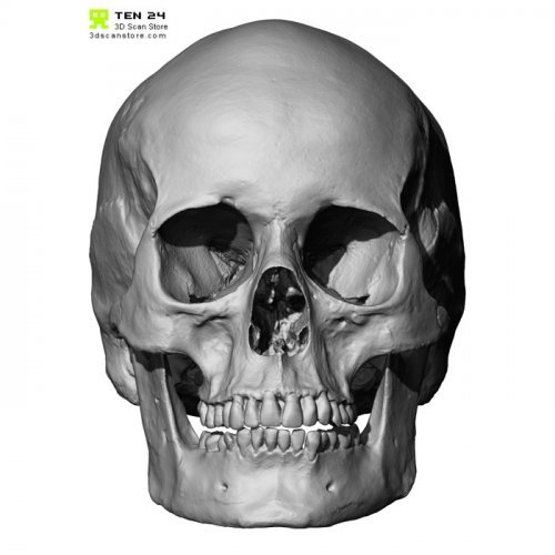European Female Skull 3D Model