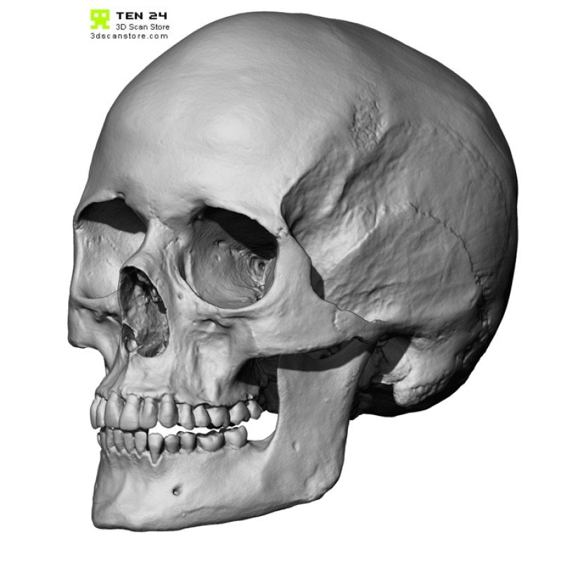 European Female Skull 3D Model