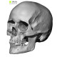 Male / Female Skull 3D Model Bundle