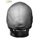 European Female Skull 3D Model
