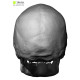 Male / Female Skull 3D Model Bundle