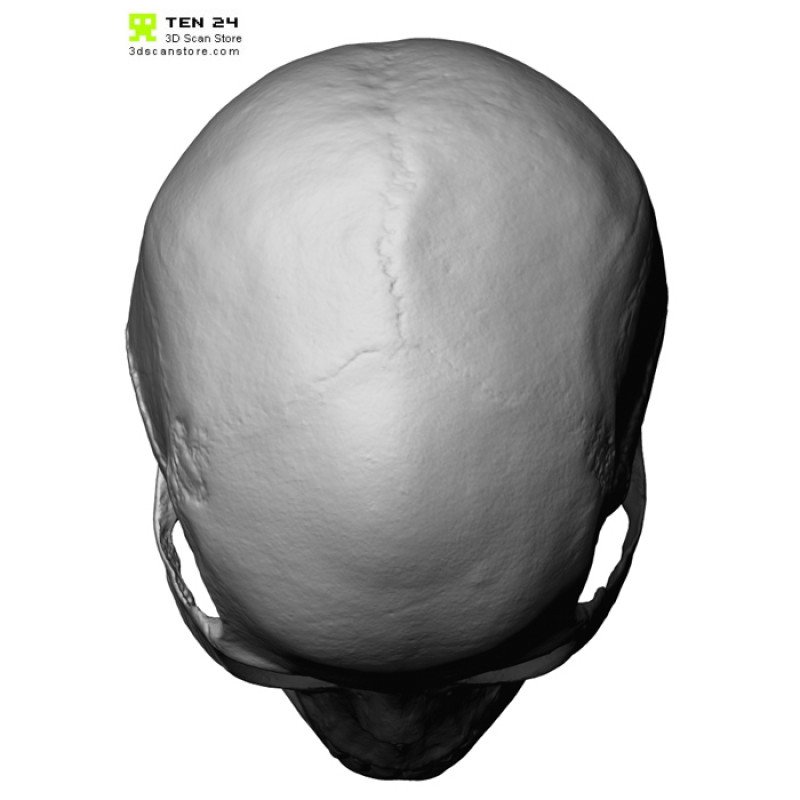 European Female Skull 3D Model