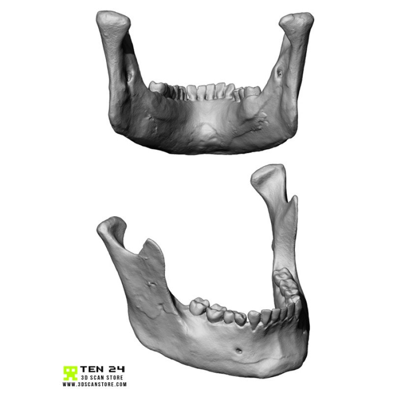 European Female Skull 3D Model