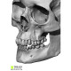 European Female Skull 3D Model