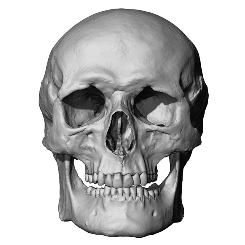 3d Skulls