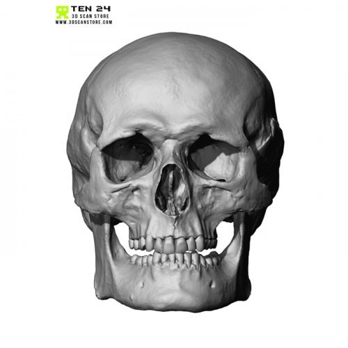 European Male Skull 3D Model