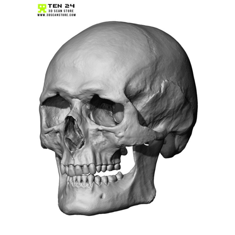 Male / Female Skull 3D Model Bundle