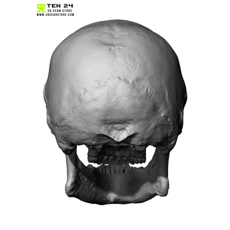 Male / Female Skull 3D Model Bundle