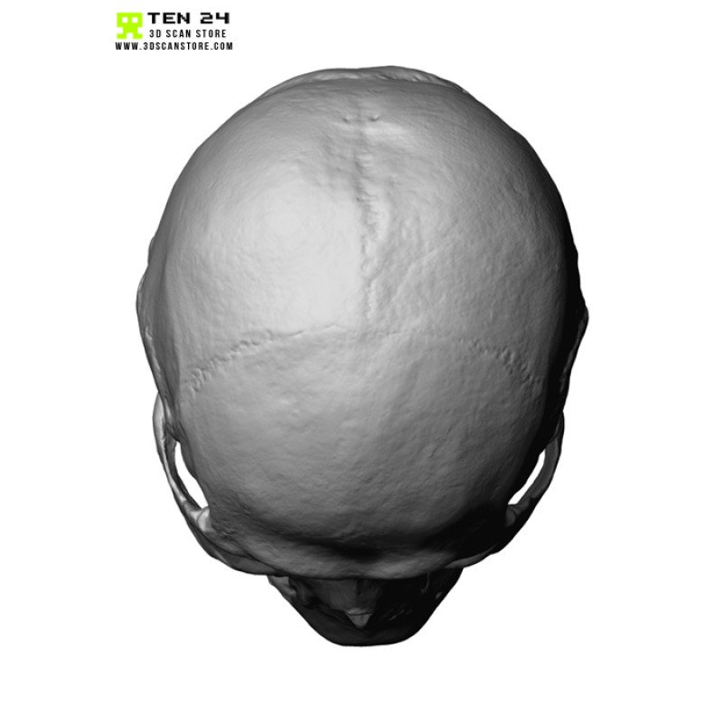 Male / Female Skull 3D Model Bundle