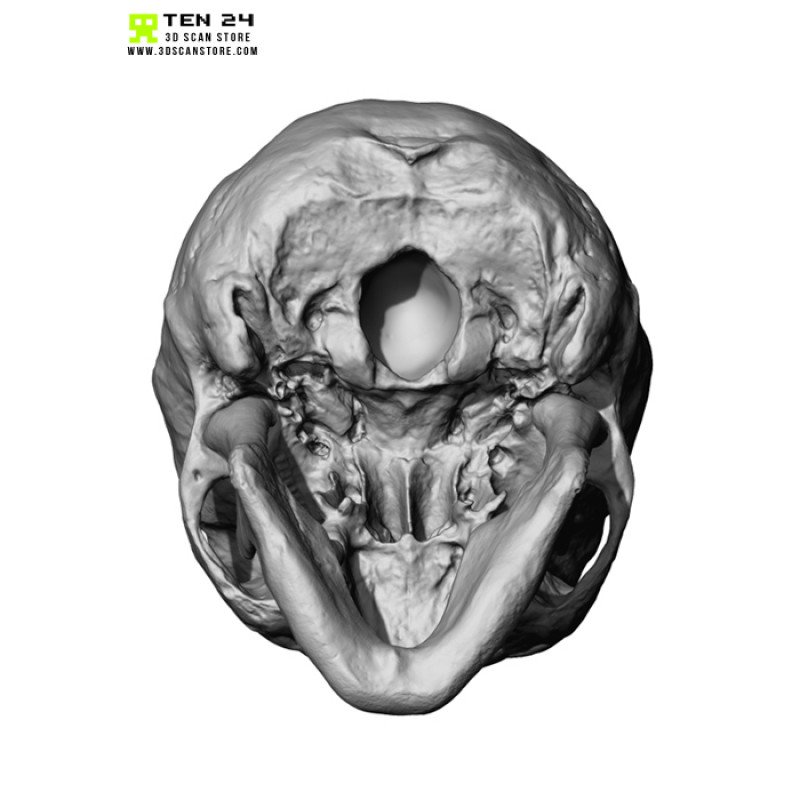 European Male Skull 3D Model