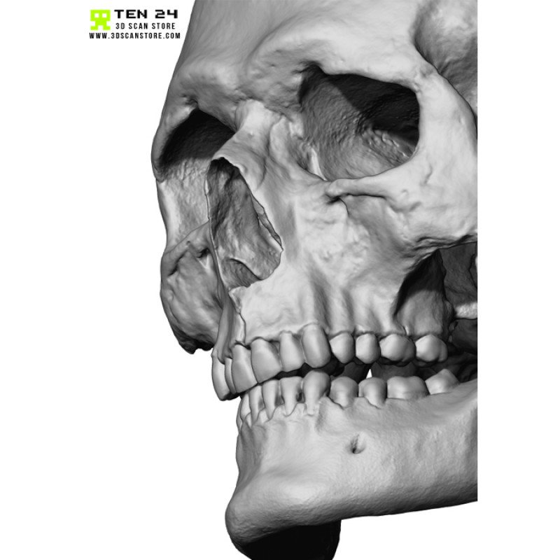 European Male Skull 3D Model