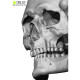 Male / Female Skull 3D Model Bundle