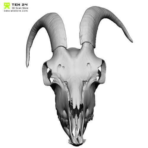 Goat Skull 3D Model