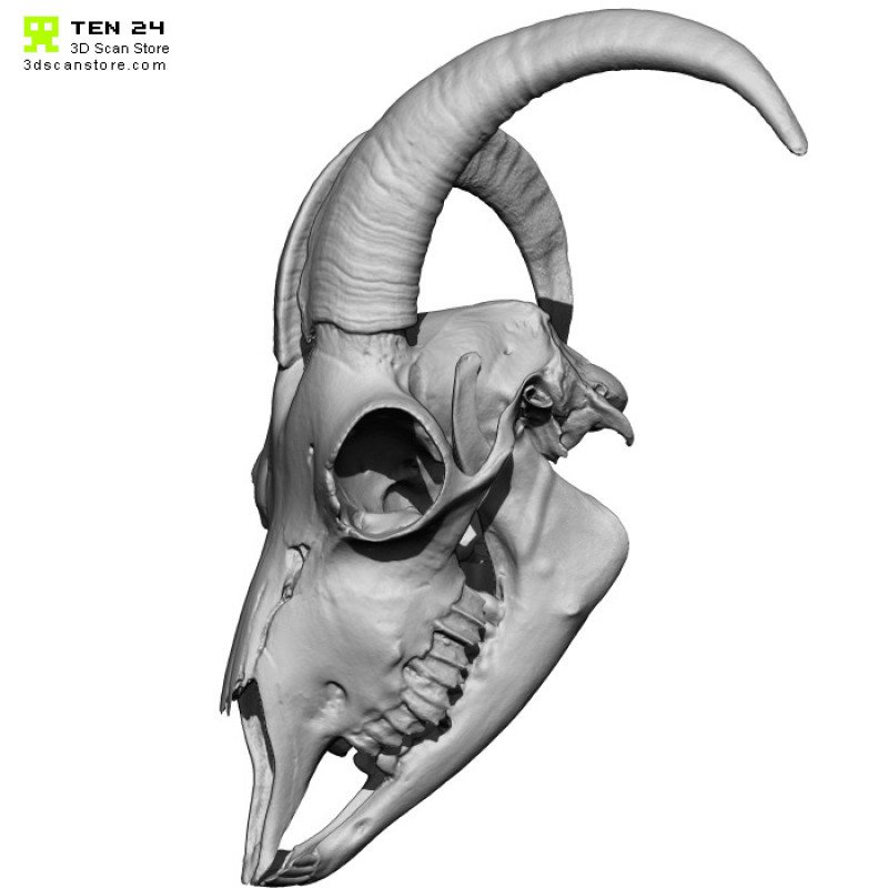 Goat Skull 3D Model