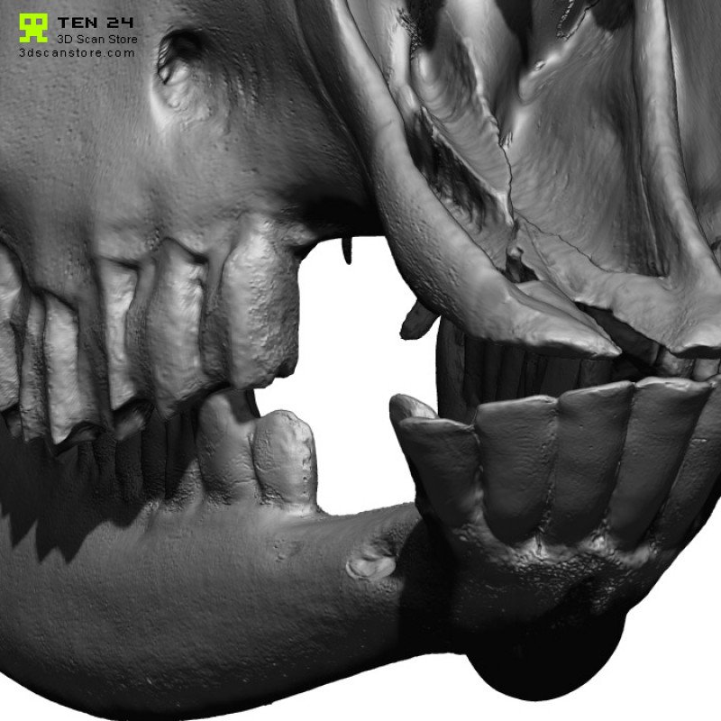 Goat Skull 3D Model