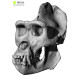 Gorilla Skull 3D Model