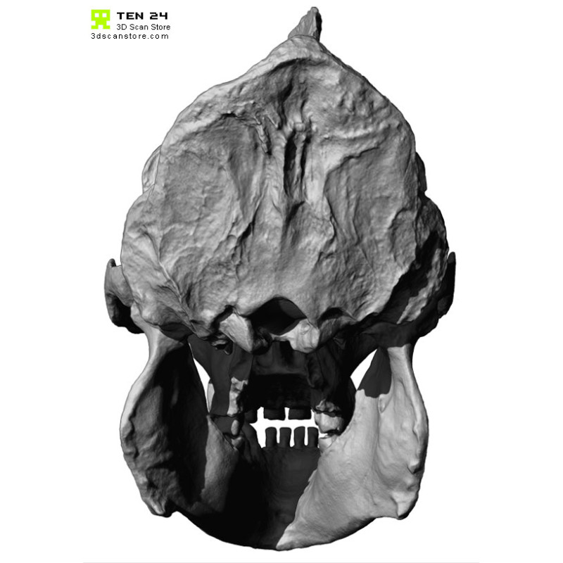 Gorilla Skull 3D Model