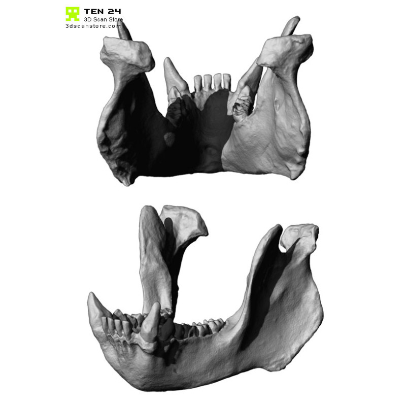 Gorilla Skull 3D Model