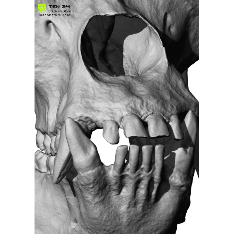 Gorilla Skull 3D Model